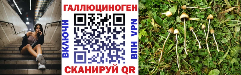 Купить  Новокубанск  Псилоцибиновые грибы Psilocybine cubensis 